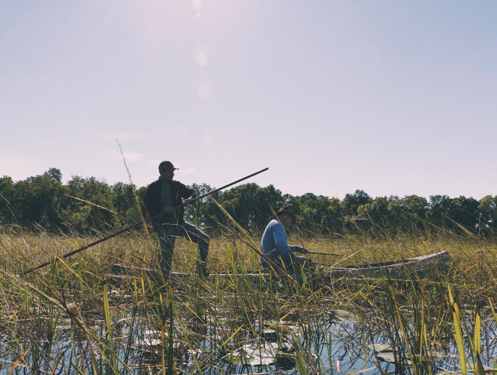 Two people on a canoe (one seated, one standing) amid tall stalks of wild rice