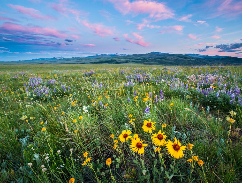 meadow and mountain 