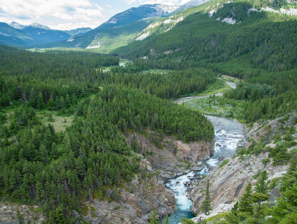 A lush forest with river running through on a beautiful sunny 