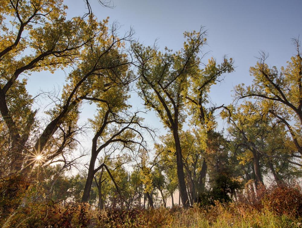 Sun shining through cottonwood trees in Pompeys Pillar National Monument, Montana.