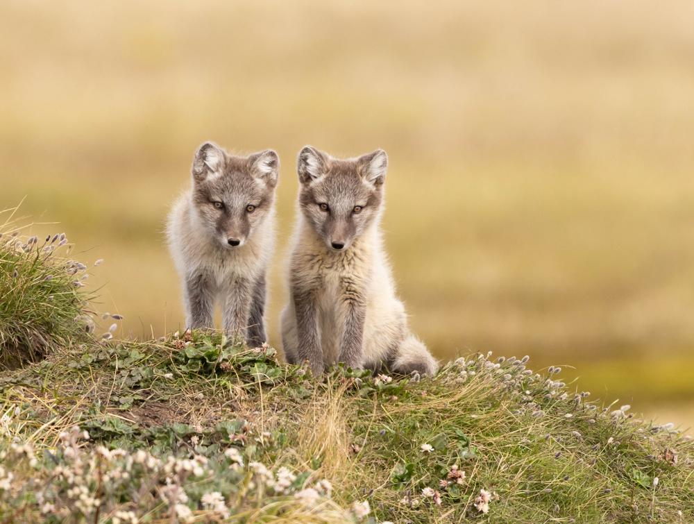 Two young Arctic fox (Vulpes lagopus) stay close together on the hill outside their tundra den. 