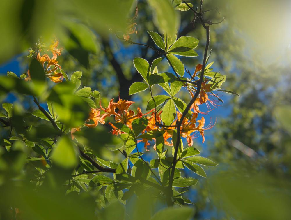 Flowers in Nantahala National Forest, North Carolina