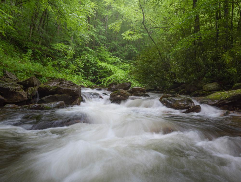 Pisgah National Forest, North Carolina.