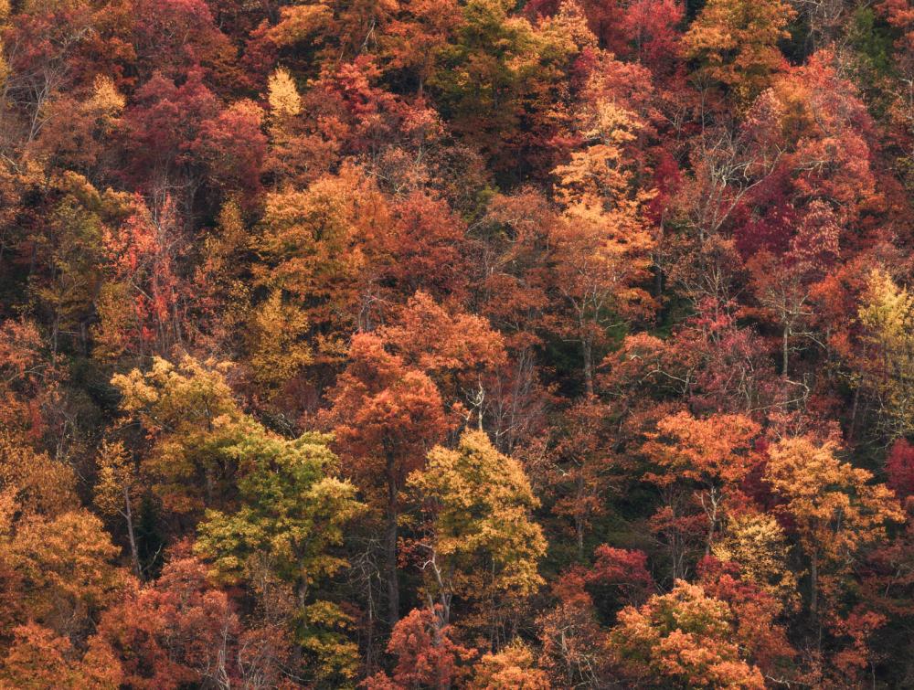 Pisgah National Forest, North Carolina.