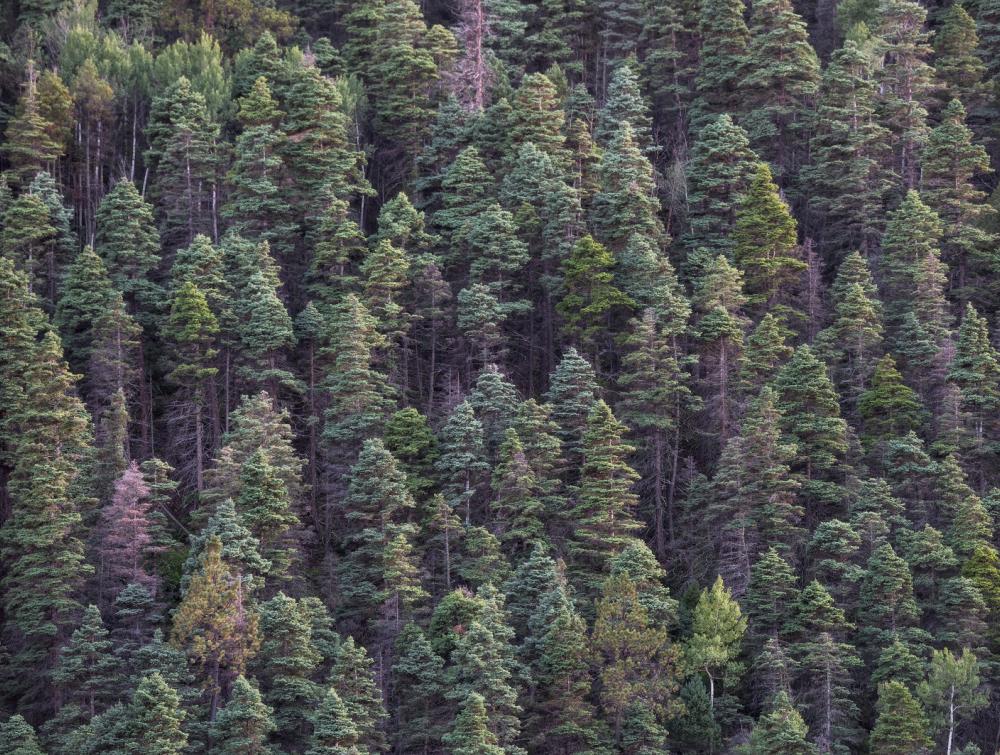 Carson National Forest