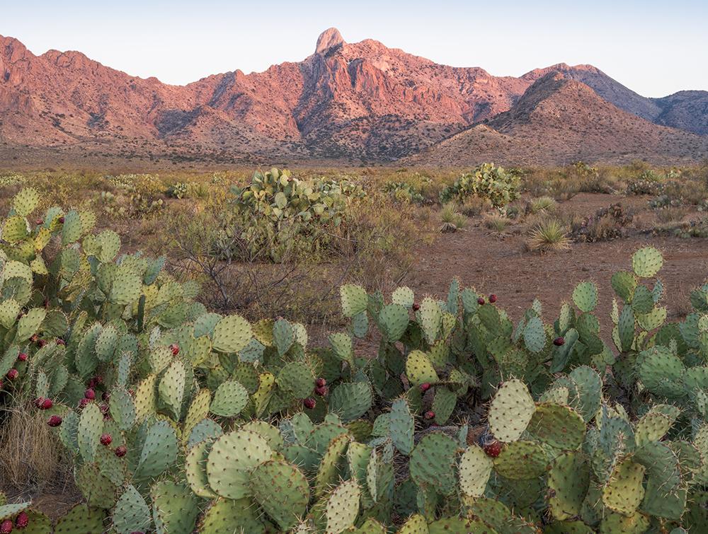 A bunch of short cacti with red flowers on their ends in the foreground and a sunrise rocky mountain in the background.