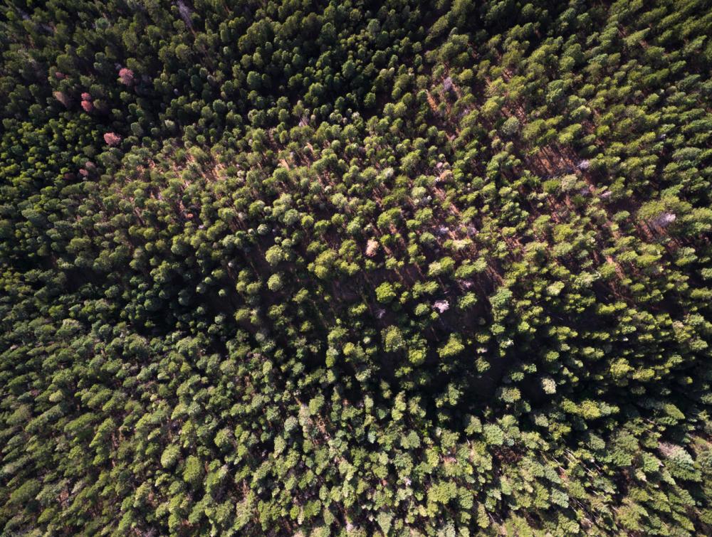 Distant aerial overhead view of numerous green trees in Santa Fe National Forest, New Mexico