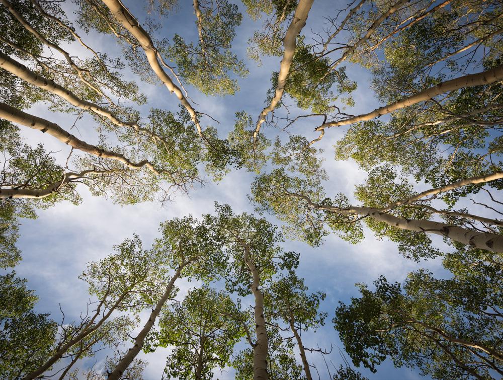 trees