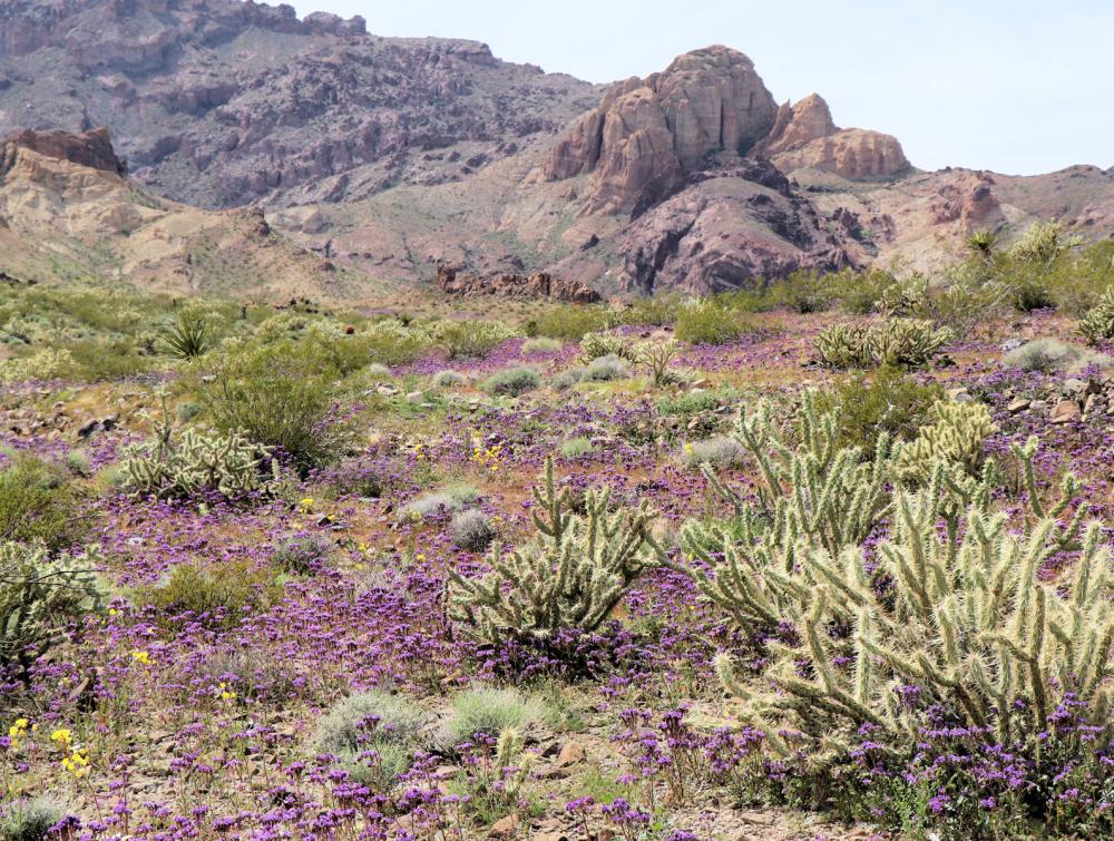 Scattered purple wildflowers and desert plants on rocky ground with mountains in the background