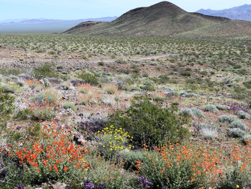 Red, yellow and purple wildflowers interspersed with desert plants on rocky ground with a mountain in the background