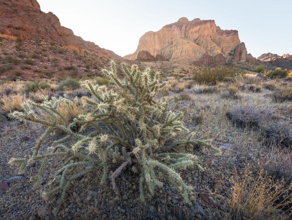 Desert hills at sunrise in Avi Kwa Ame National Monument.