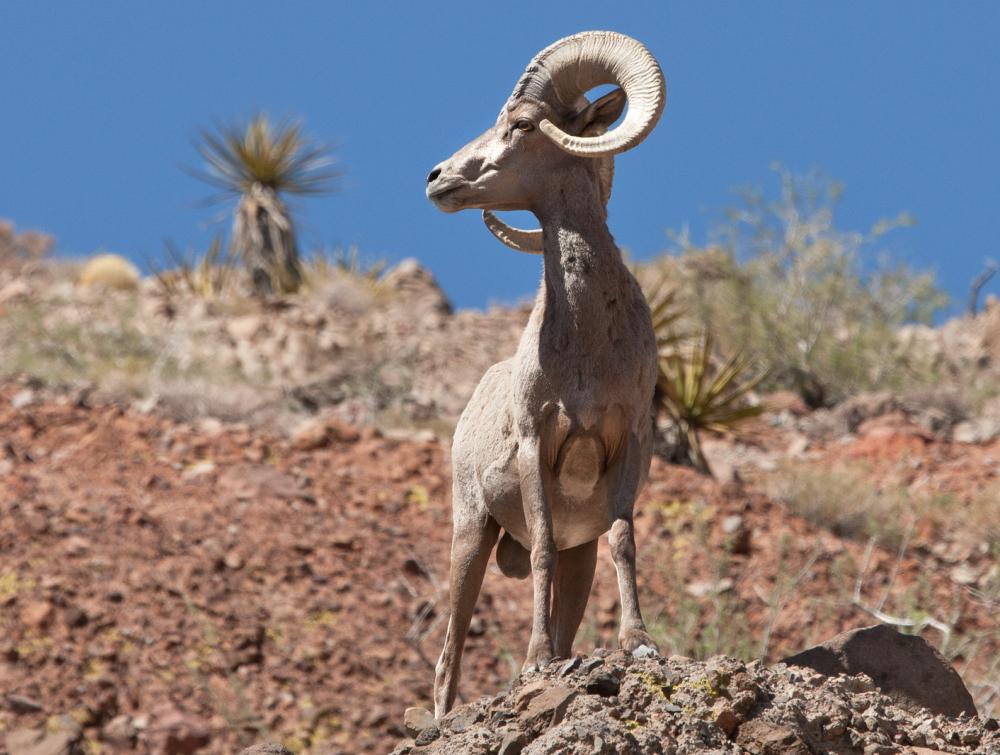 Nevada's Desert National Wildlife Refuge is the largest in the lower 48.