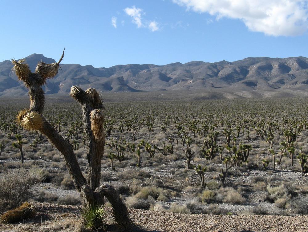 Joshua tree in immediate foreground, desert landscape in background, Desert National Wildlife Refuge, Nevada