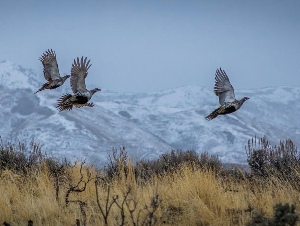 Sage-grouse flying above tall prairie grass with mountains in the distance