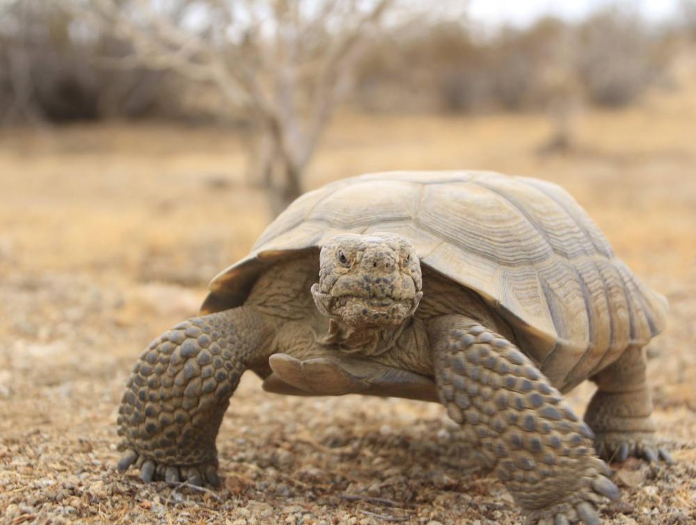 Somewhat grumpy looking tortoise gazes defiantly toward viewer with desert landscape behind it