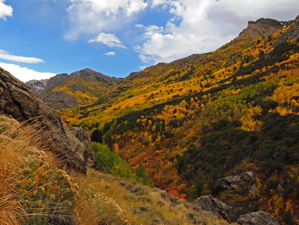 Autumn foliage on slope in the Ruby Mountains, Humboldt-Toiyabe National Forest, Nevada