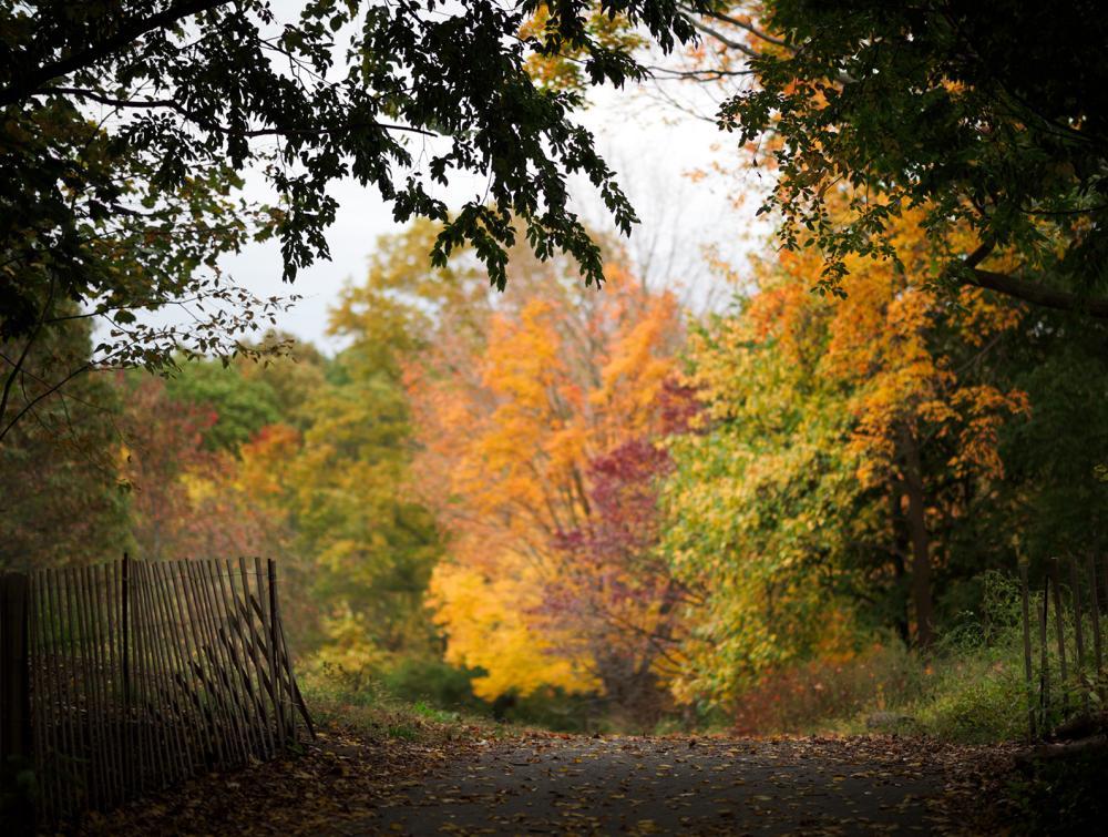 Fall foliage in Brooklyn's Prospect Park.