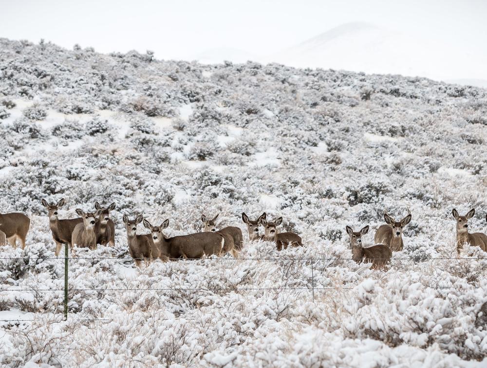 Group of deer standing in snowy prairie with a thin wire fence in the foreground