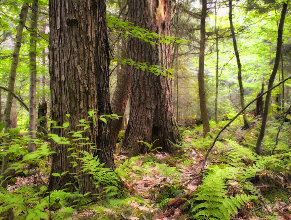 View of forest with ferns growing on the ground 