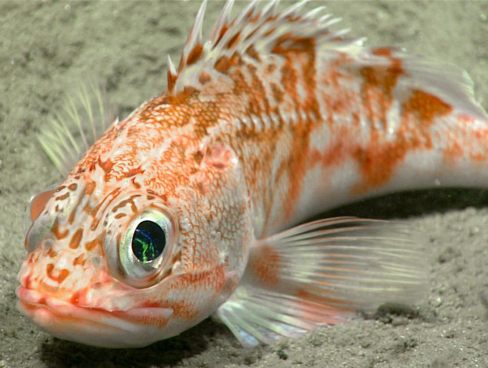Scorpion fish in Northeast Canyons and Seamounts National Marine Monument