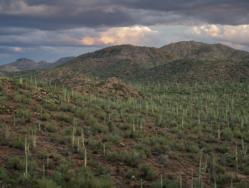 Ironwood Forest National Monument, Arizona