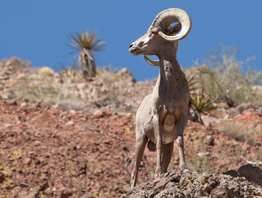Senator Cortez Masto Introduces Legislation To Protect Nevada Wildlife Refuge The Wilderness Society