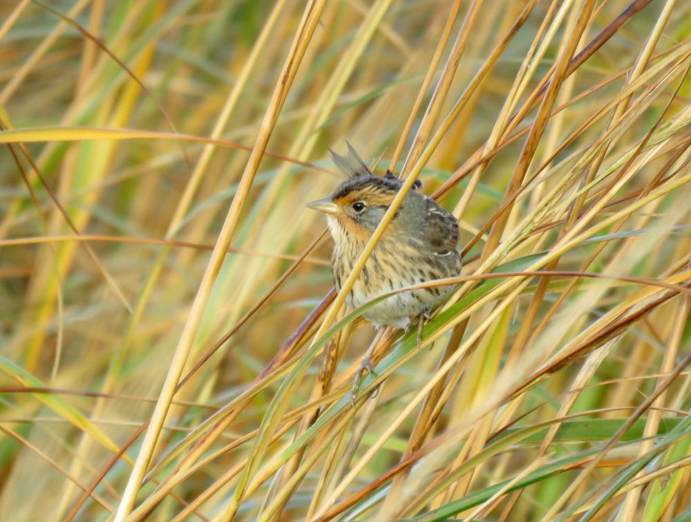 Small bird with speckled and striped markings clinging to a tall stalk of grass in a field