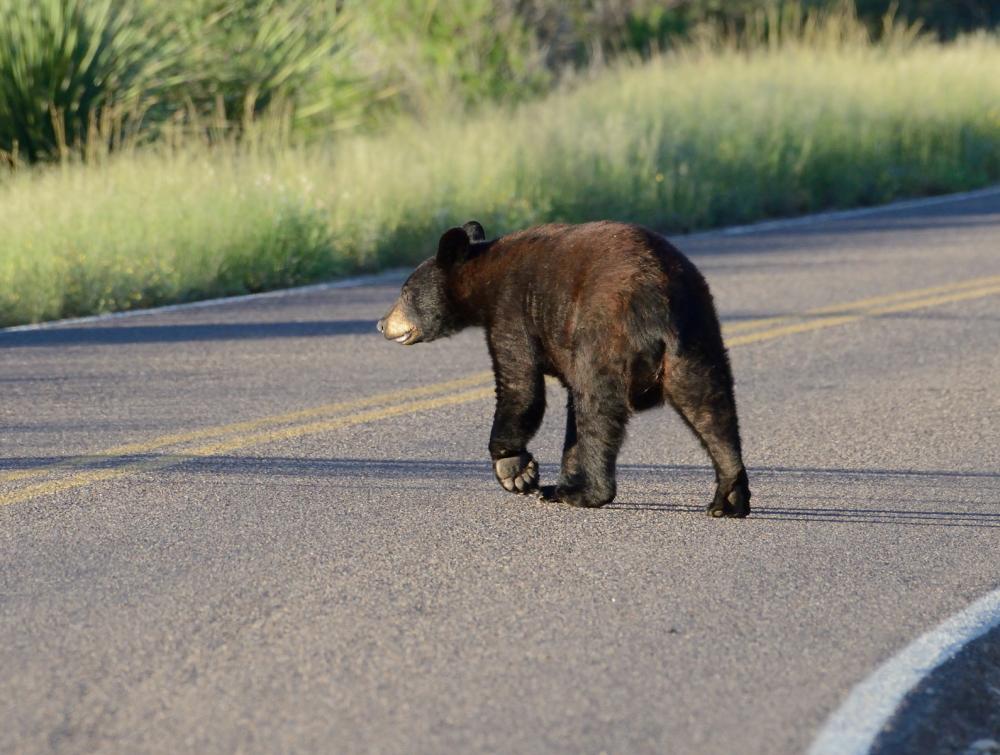 Black bear crossing road with tall grass visible on the other side