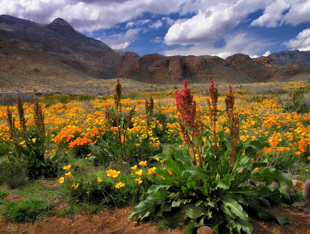 Mountainous desert landscape with brilliantly colored orange, yellow and red plants in the mid ground and foreground 