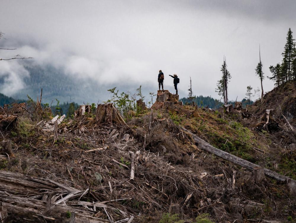 Two figures standing atop a tree stump, one pointing to the left of the frame; both looking at landscape of felled trees and, in the distance, mist-shrouded, heavily forested hillside 