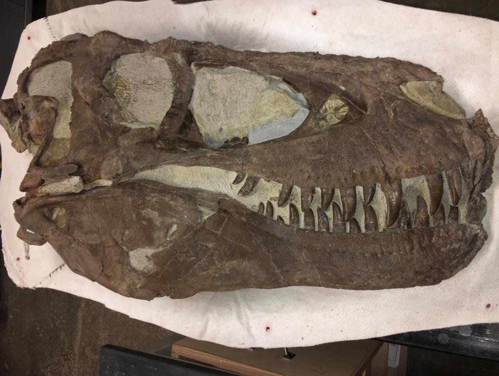 Dinosaur skull with sharp teeth resting on white cloth on table