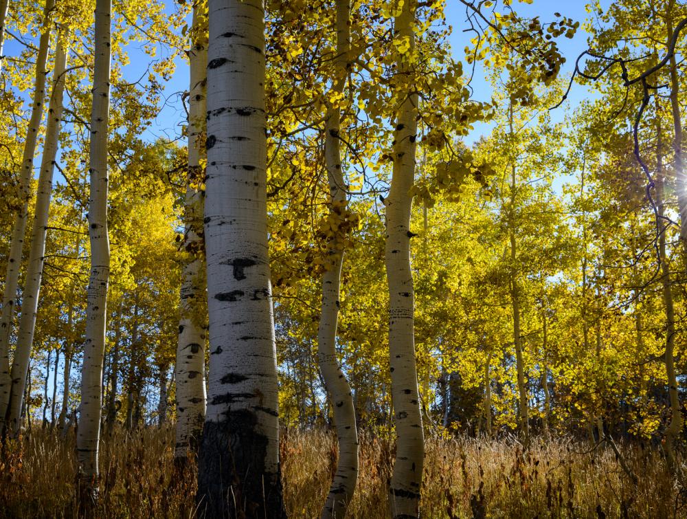 Aspens in Manti-La Sal National Forest, Utah