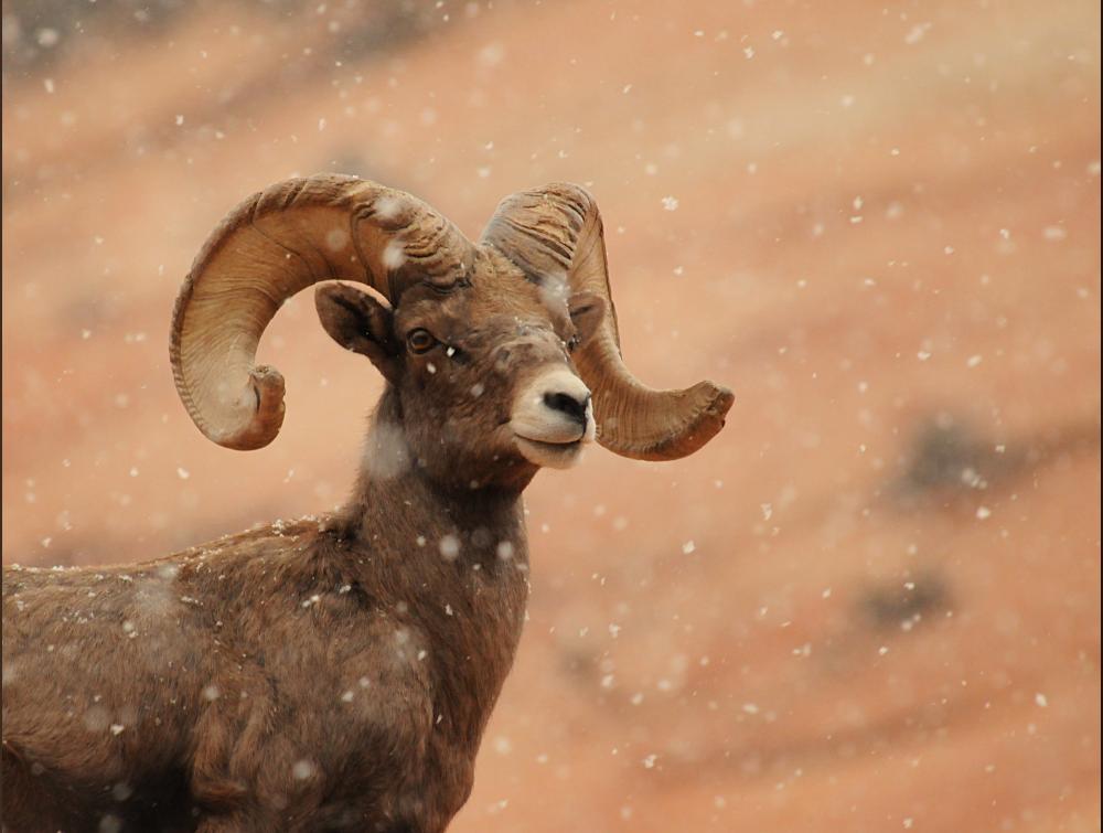 Bighorn sheep in Zion National Park, UT.