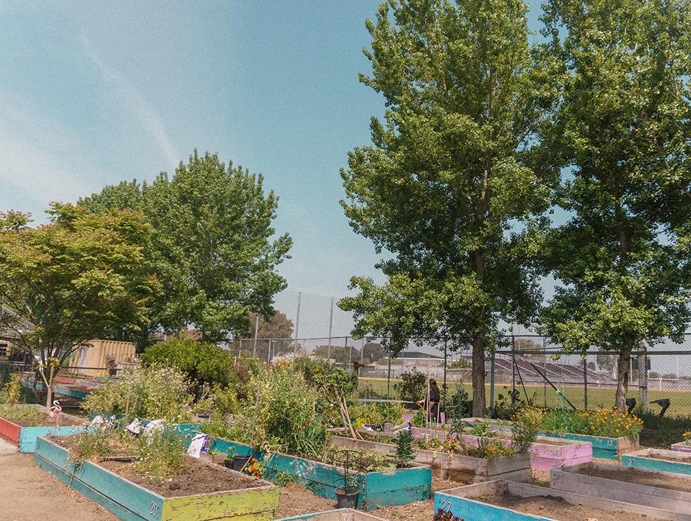 An urban garden: blue sky, trees overlooking the garden, many mini gardens are put in a grid. There is a fence indicating this garden is right next to a school. Sunny and warm photograph.