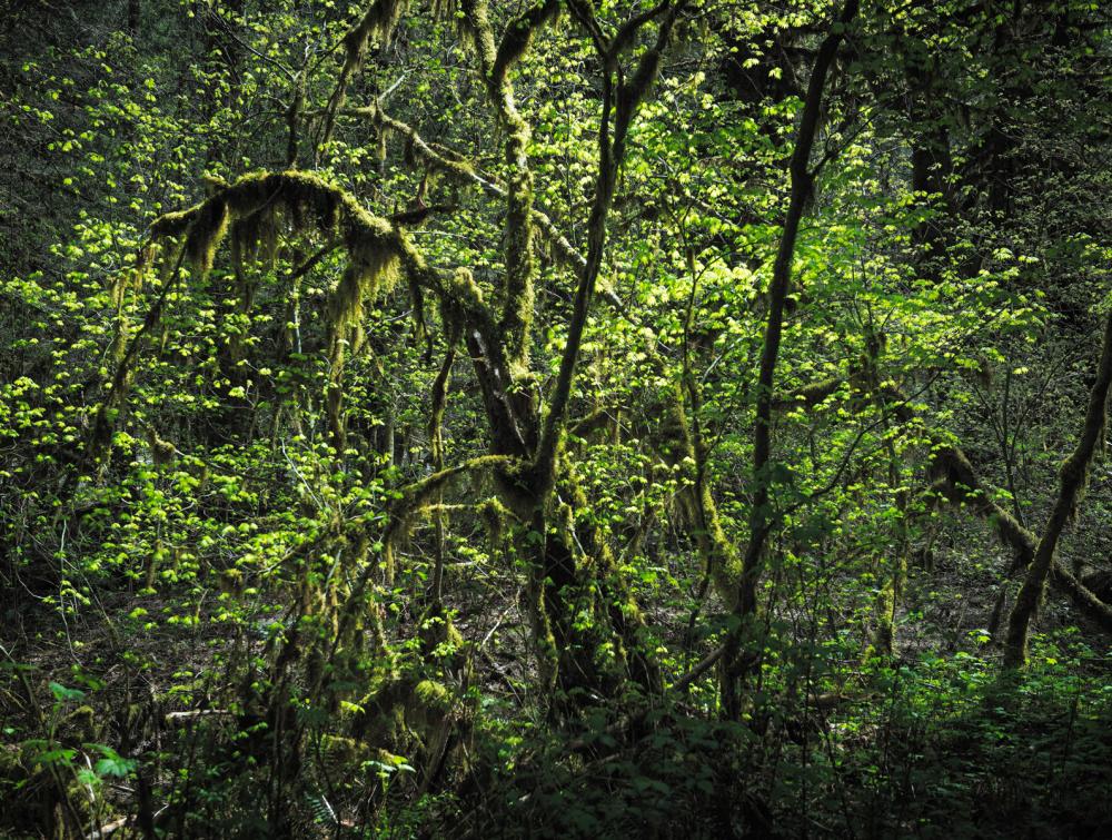 Close view of tangled green tree branches in Mt. Baker-Snoqualmie National Forest, Washington