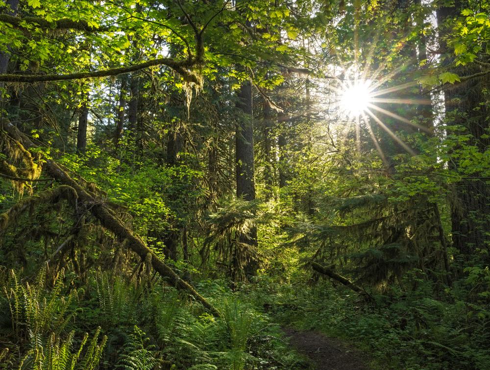 Mt. Baker-Snoqualmie National Forest, Washington.