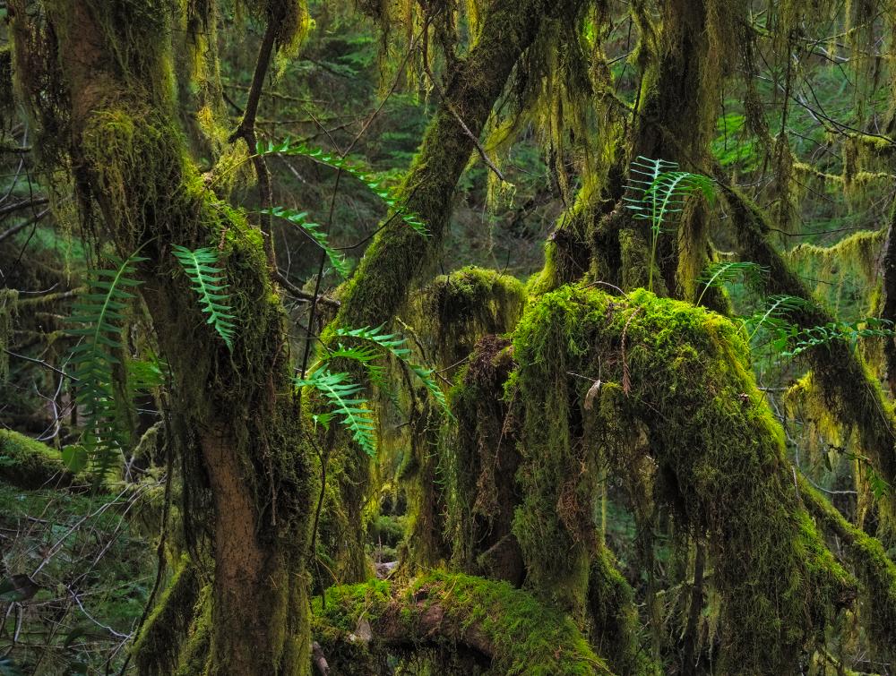 Olympic National Forest, Washington.