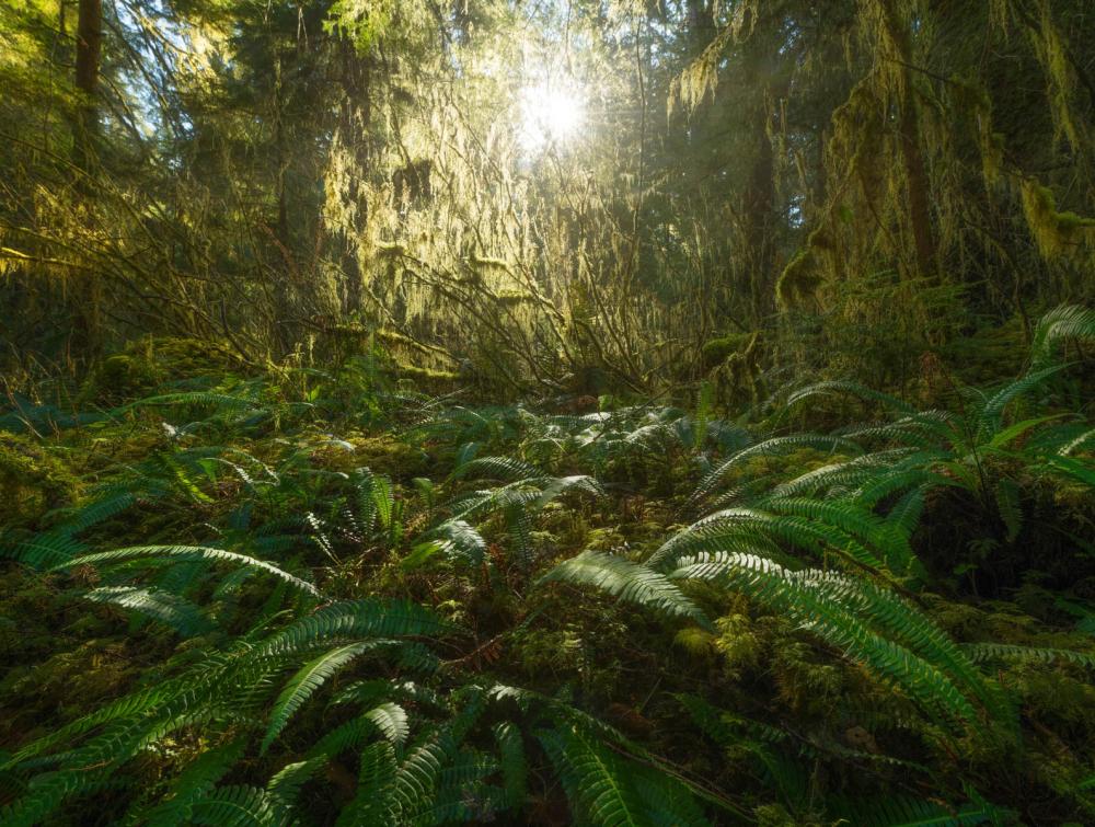 Northwest Forests Should Be Managed For Their Water And