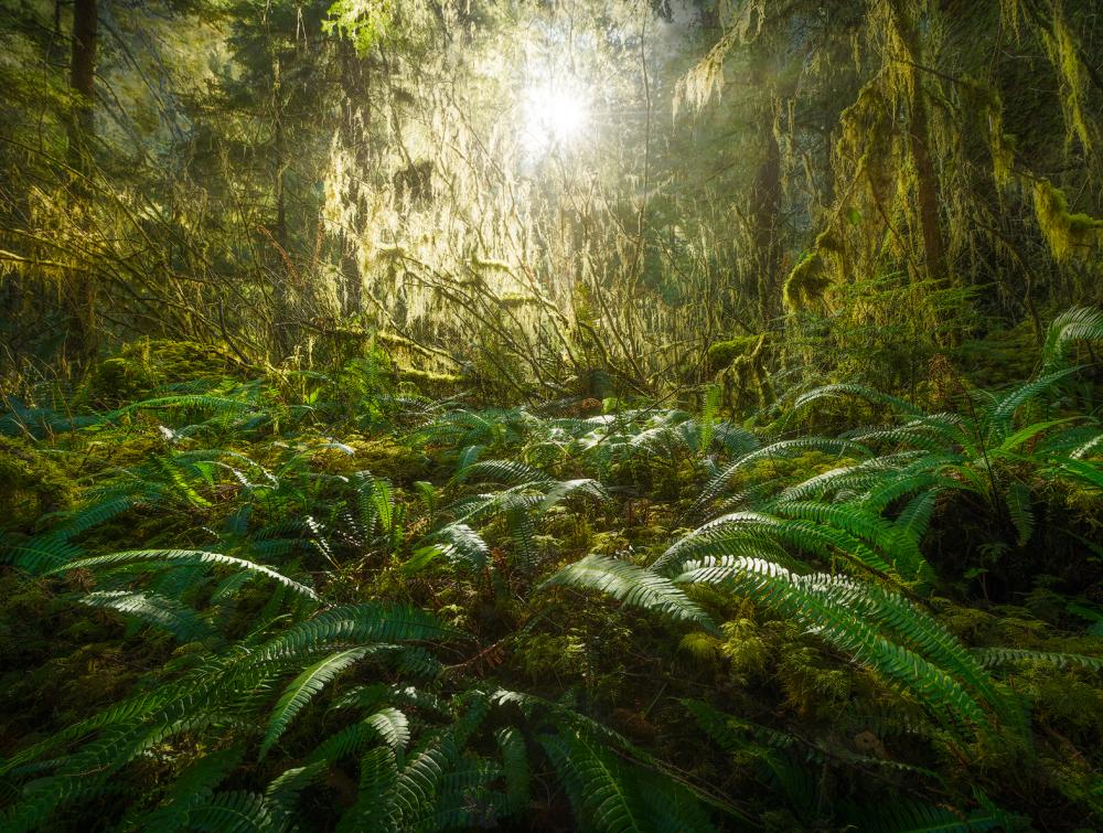 Olympic National Forest, Washington.