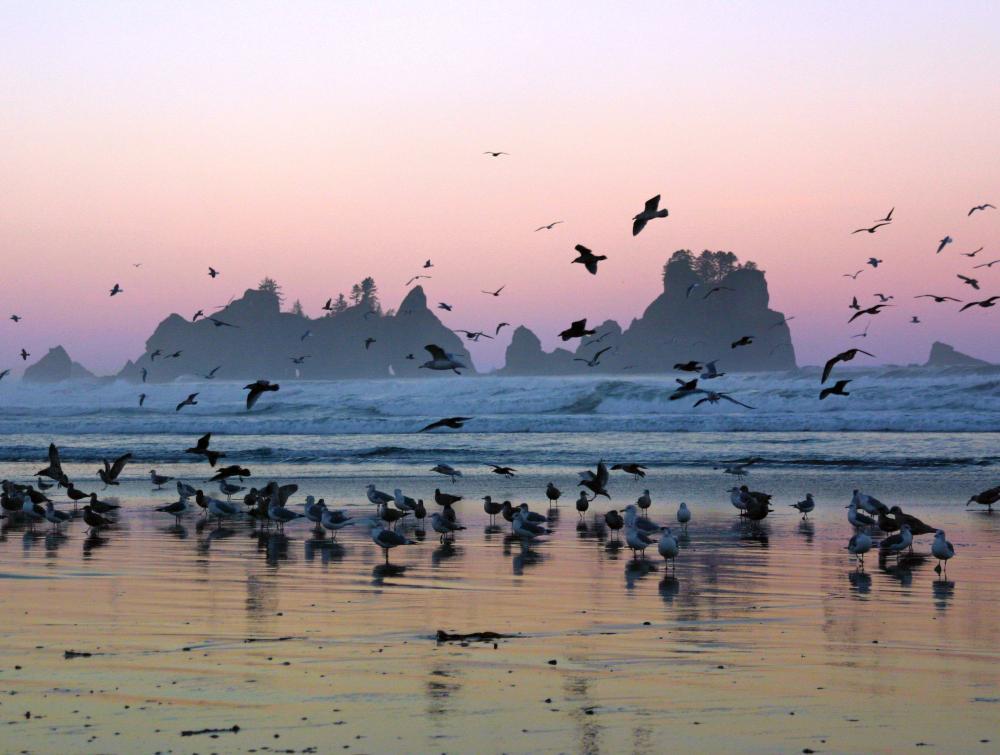 birds flying in olympic