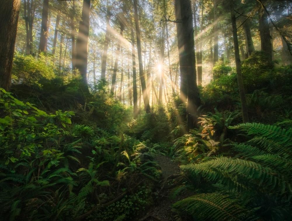 Washington Olympic Peninsula