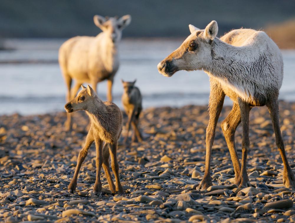 caribou in alaska