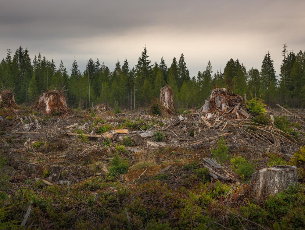 Stumps and felled trees in foreground, forest in background, cloudy sky 