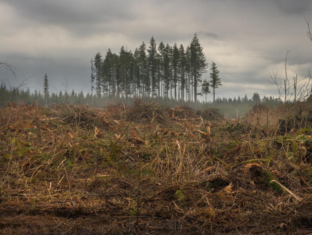 Clearcutting from logging operations.