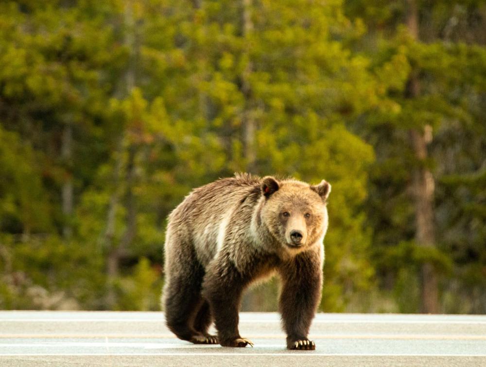 Grizzly Bear cross road