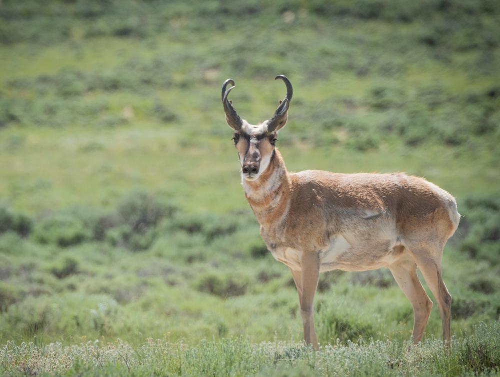 Pronghorn, Northern Red Desert, Wyoming