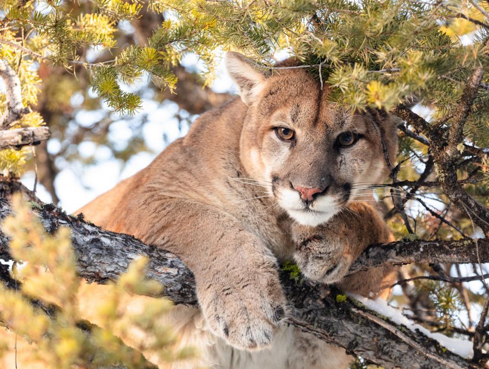 Cougar perched on tree branches, surrounded by pine needles