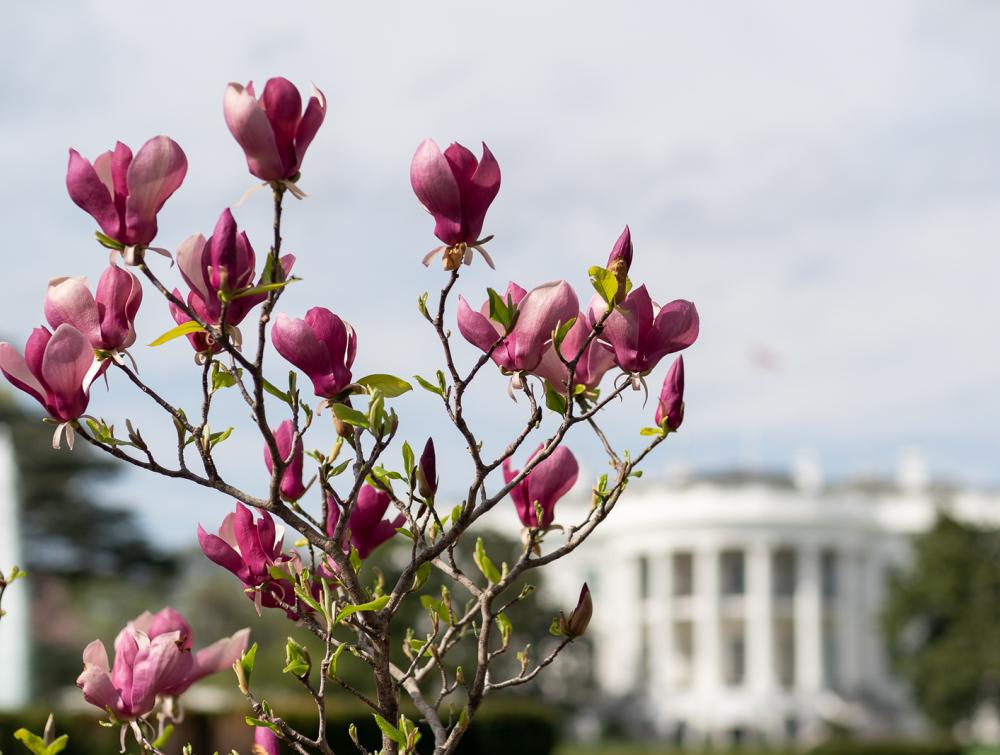 The White House in spring