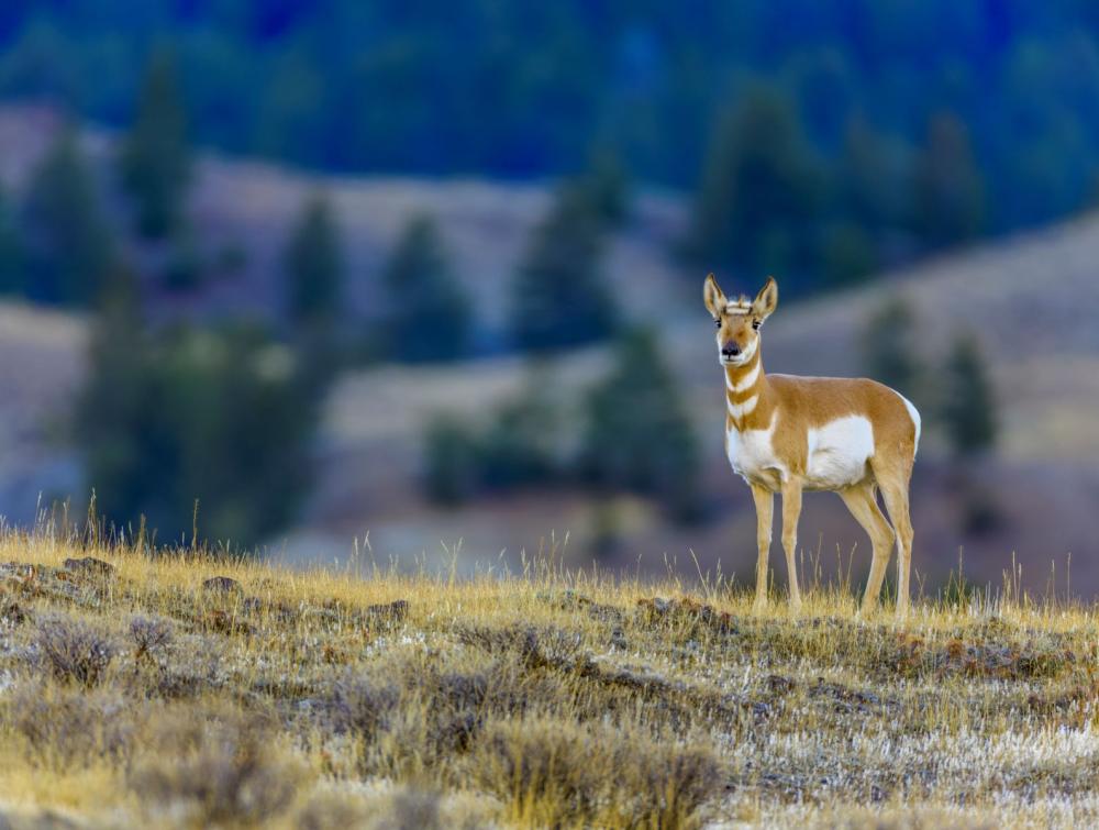 Pronghorn in Yellowstone National Park, WY