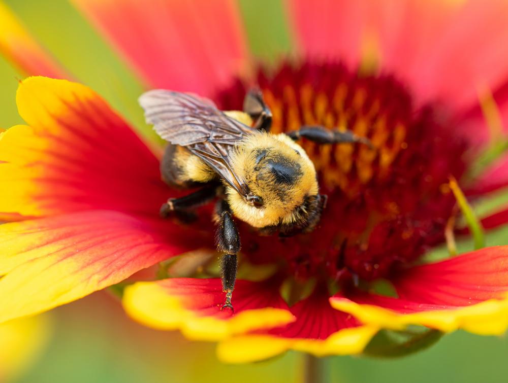 Bumblebee perched on a bright red flower with yellow-fringed petals